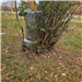 Photo of bush growing around headstone- Beckley Cemetery