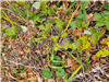 Photo of headstone located under the weeds and brush - Beckley Cemetery