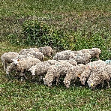 Flock of sheep grazing in a green, grassy field.