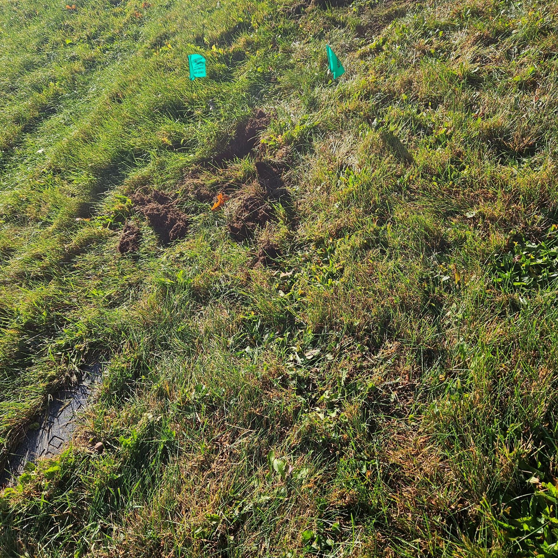 Photo of flagged headstones buried under sod - Youngs Cemetery